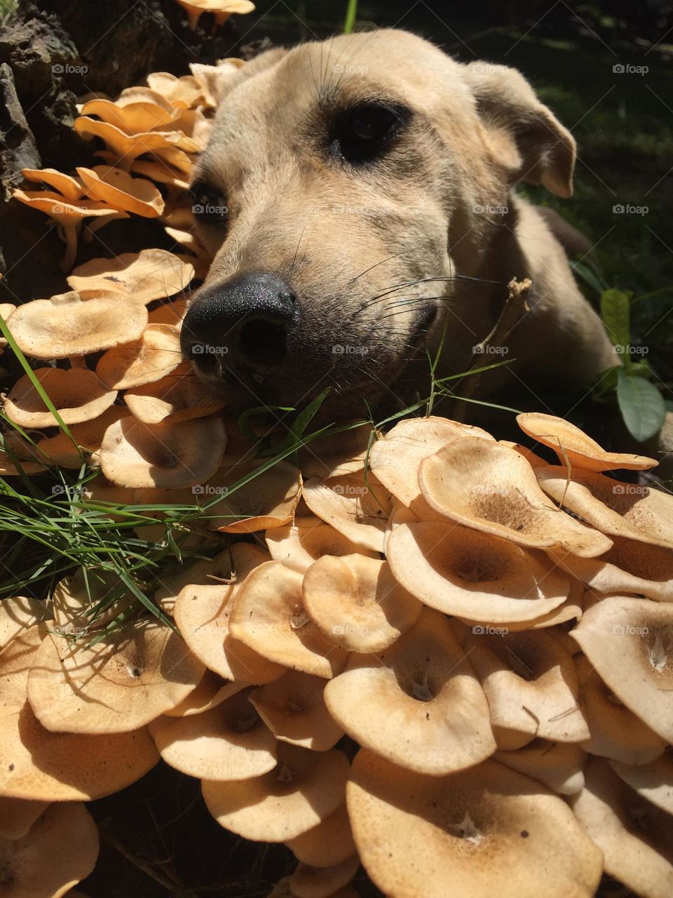 Mushrooms and the feeling fungi doggy