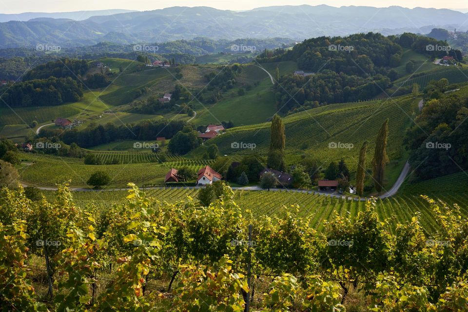 Vineyards. Austria 