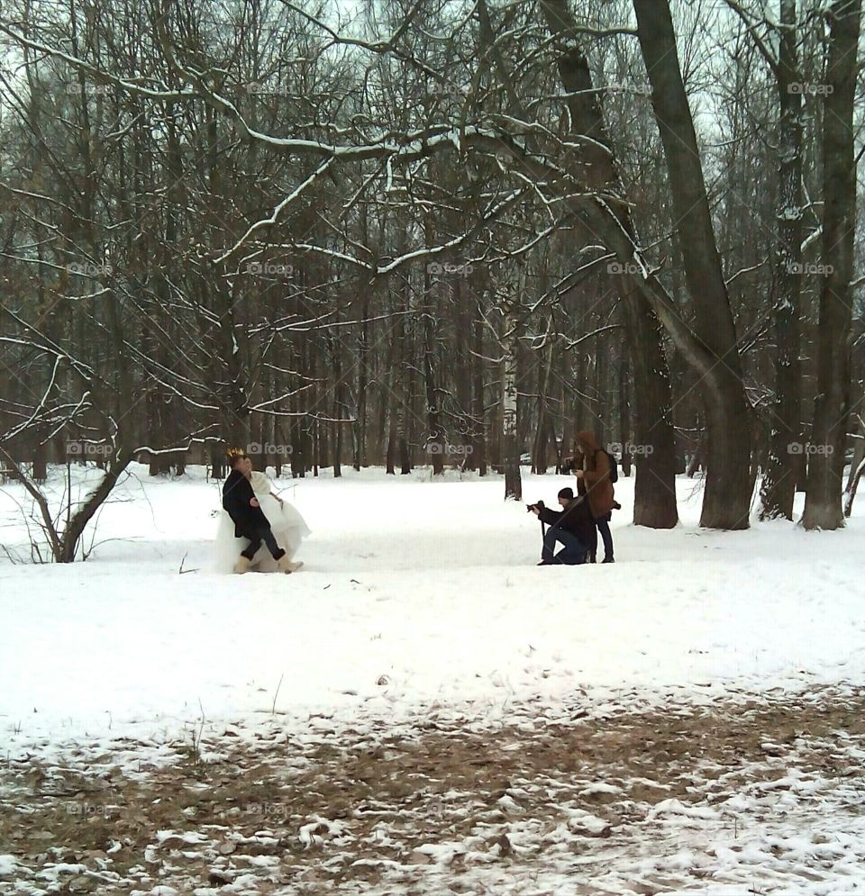 Winter, Snow, Cold, Weather, Tree