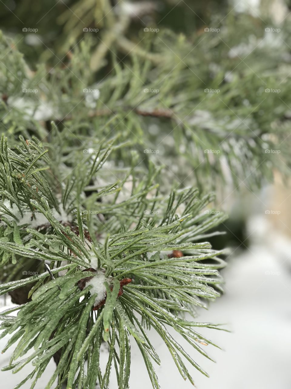 Frozen pine needles in an Oregon winter. 
