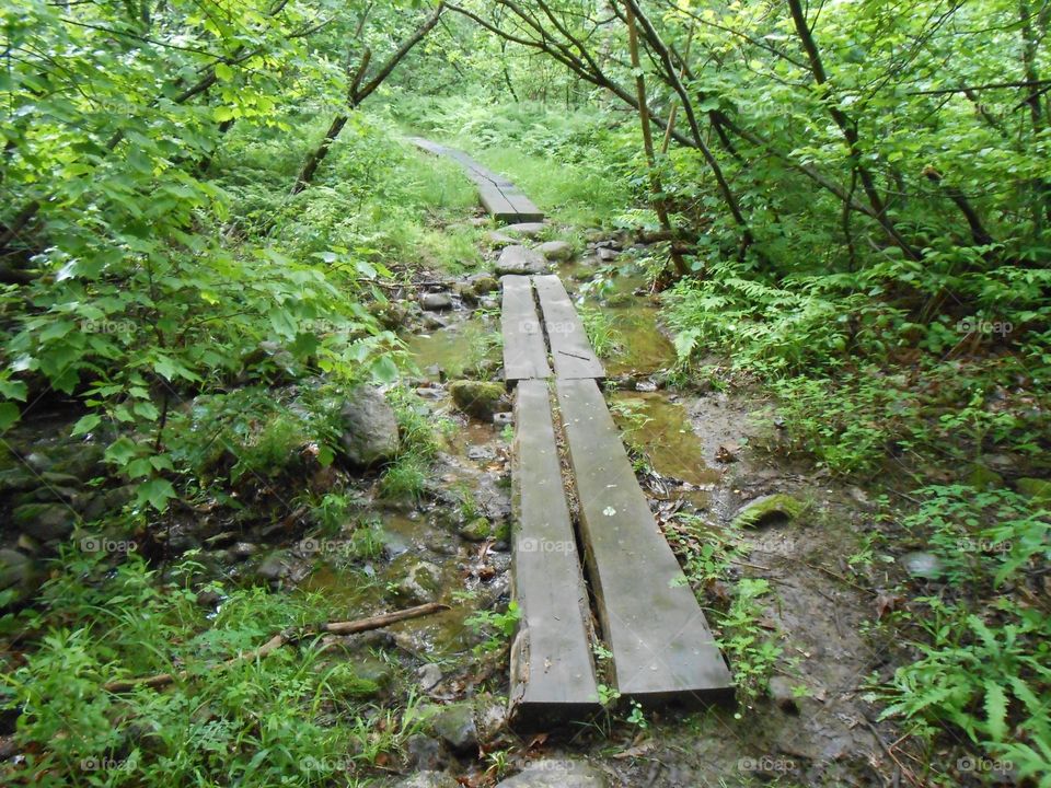 A drier section of the hiking trail. 