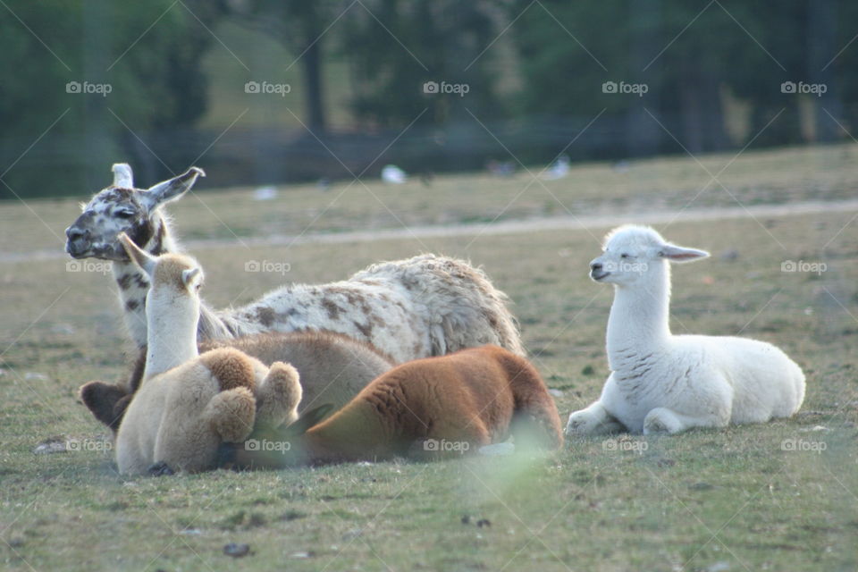 Alpaca Family