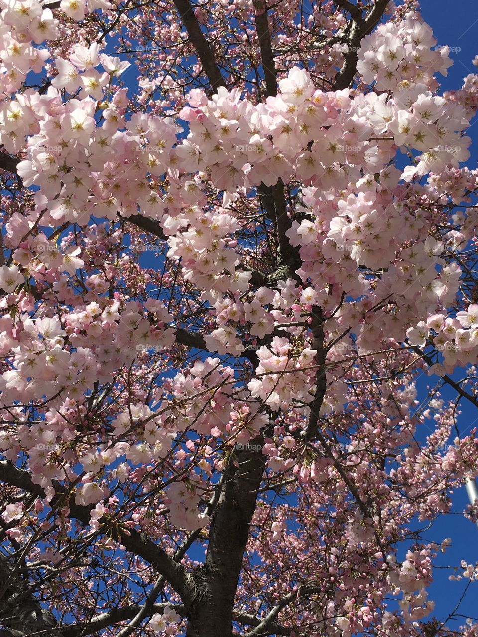 Pink blossoms in Connecticut