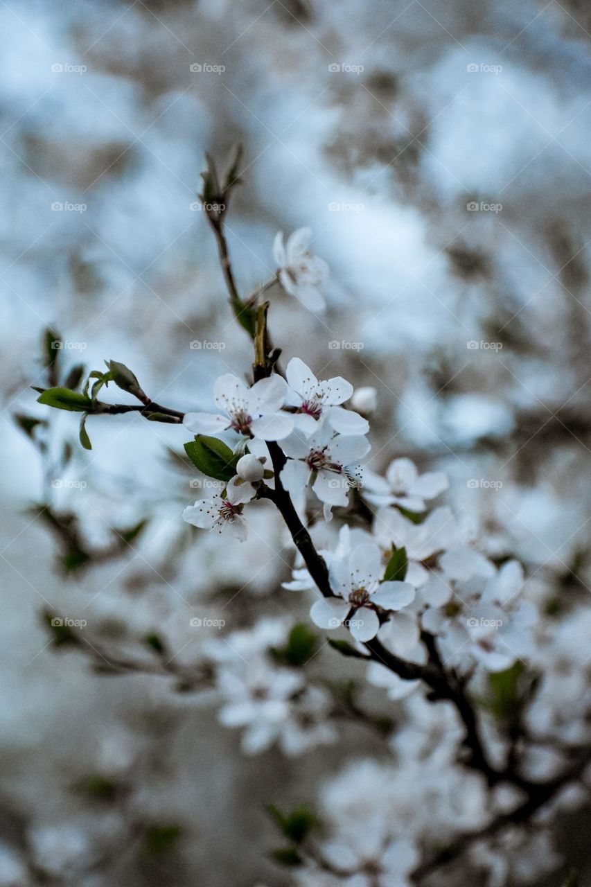 Blooming cherry tree