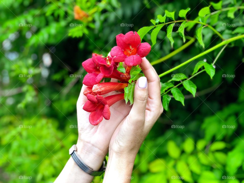 Flowers