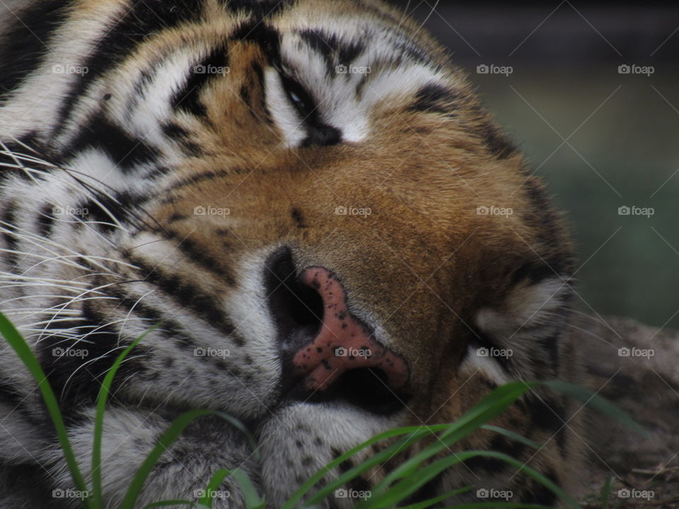 Sleeping tiger