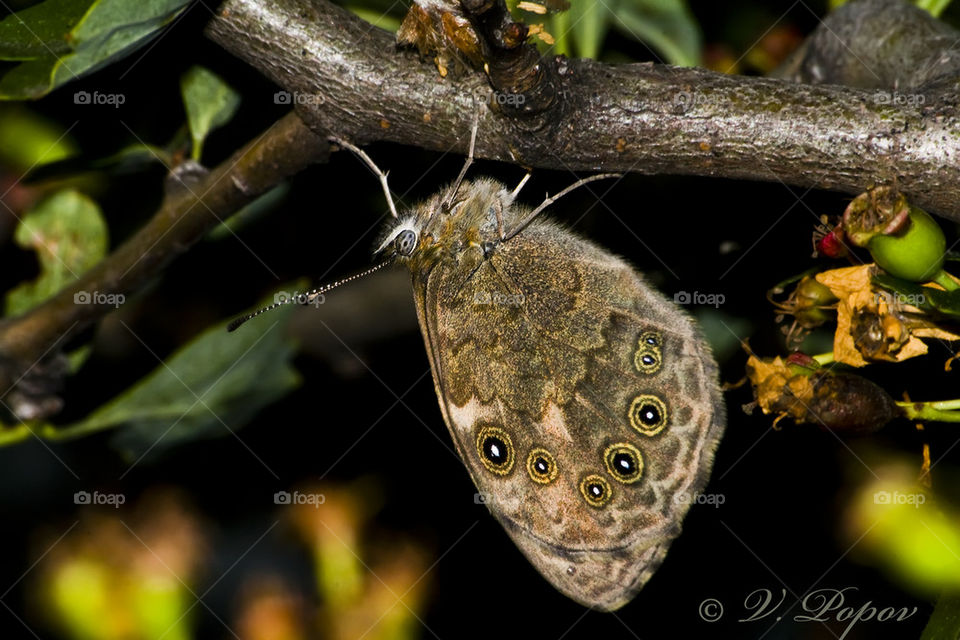 Large wall brown