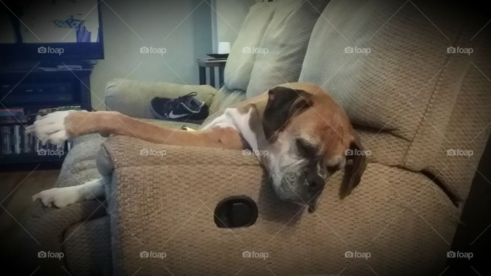 Sleepy old dog