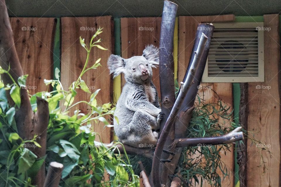 Cute Koala Bear