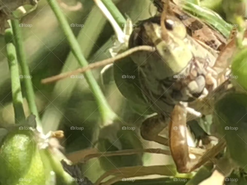 Cute looking grasshopper hidden in the plants