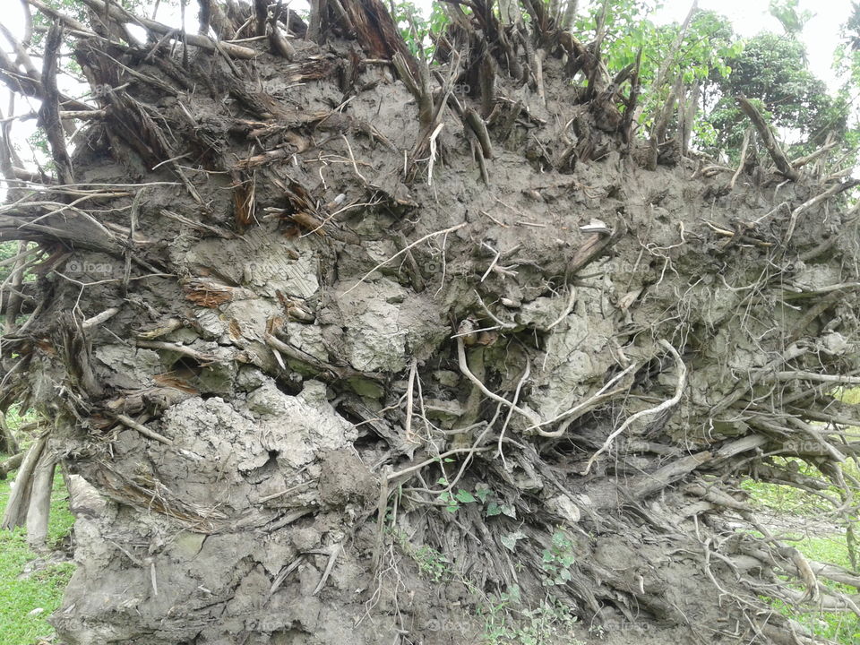 Trees root
