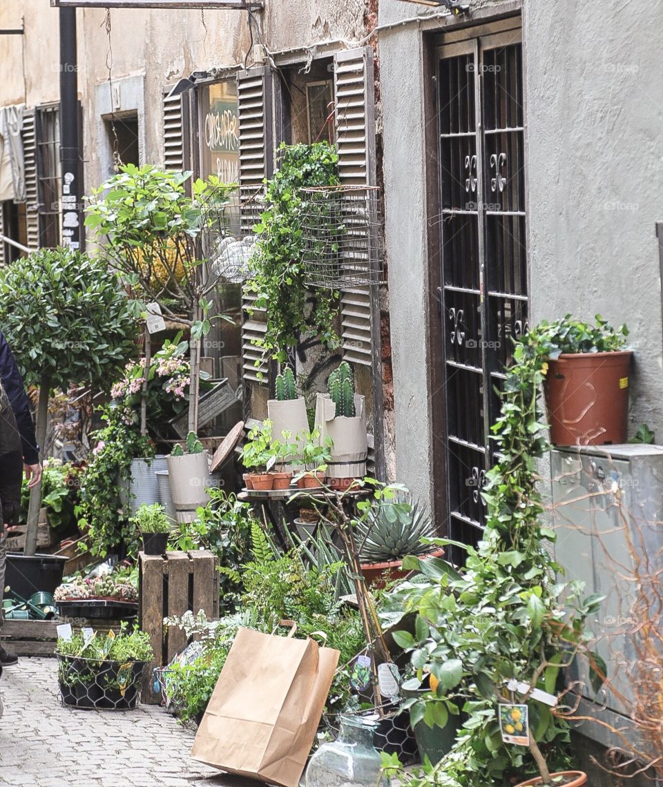 Streetview . Green plants outside on the street