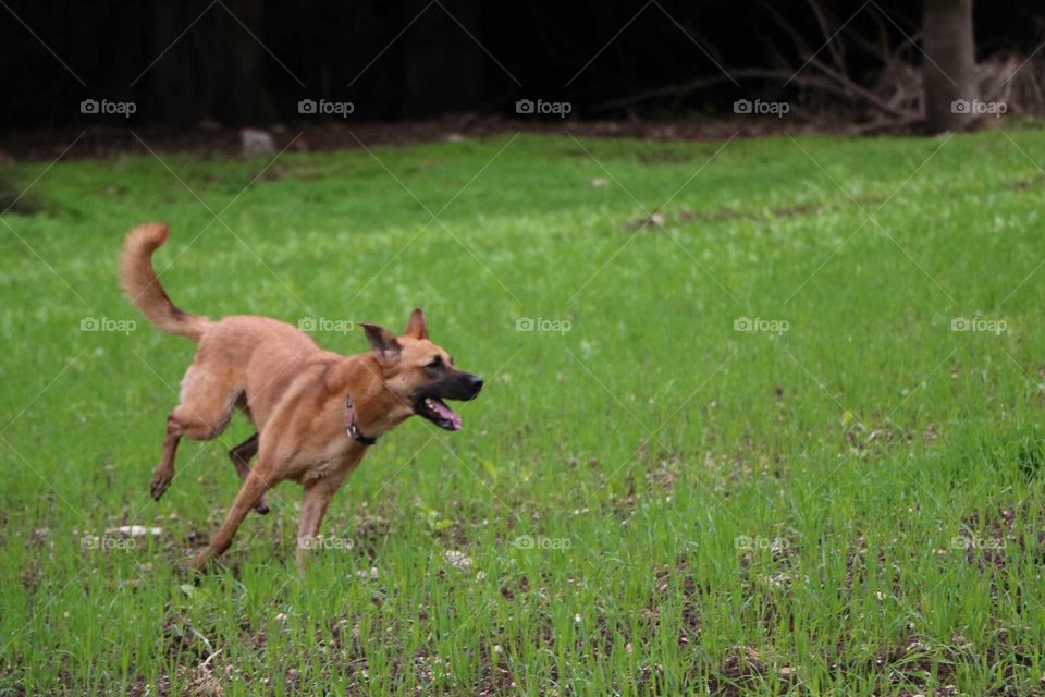 dog, animal, running, field, open space, freedom, happy, happiness, free, funny,