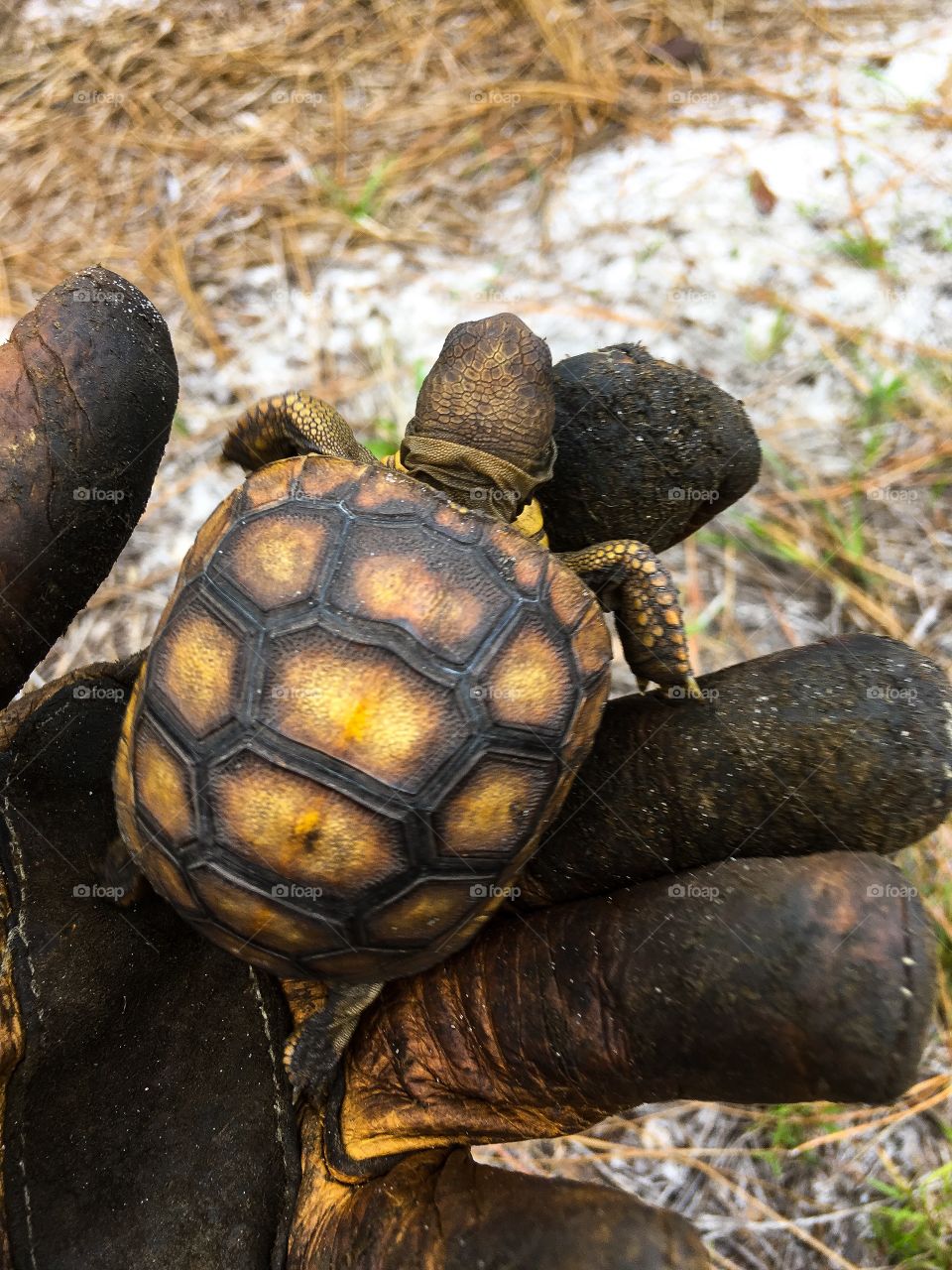 Smallest gofer turtle yet.