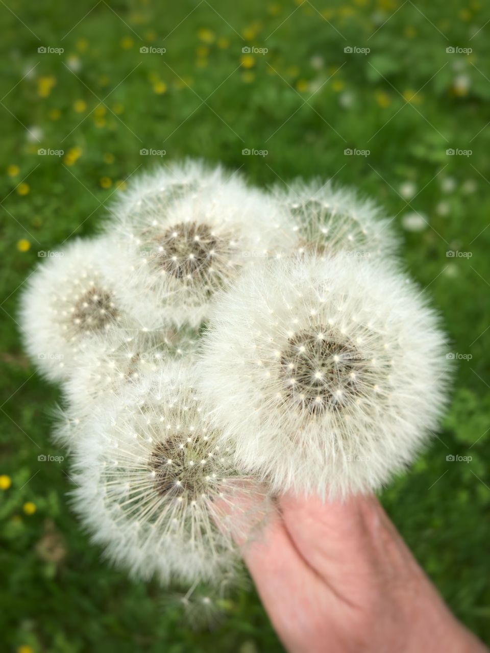 Holding dandelions