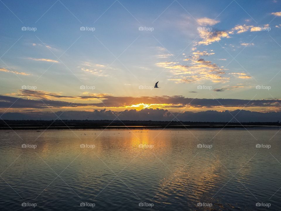 Sunset with bird in flight