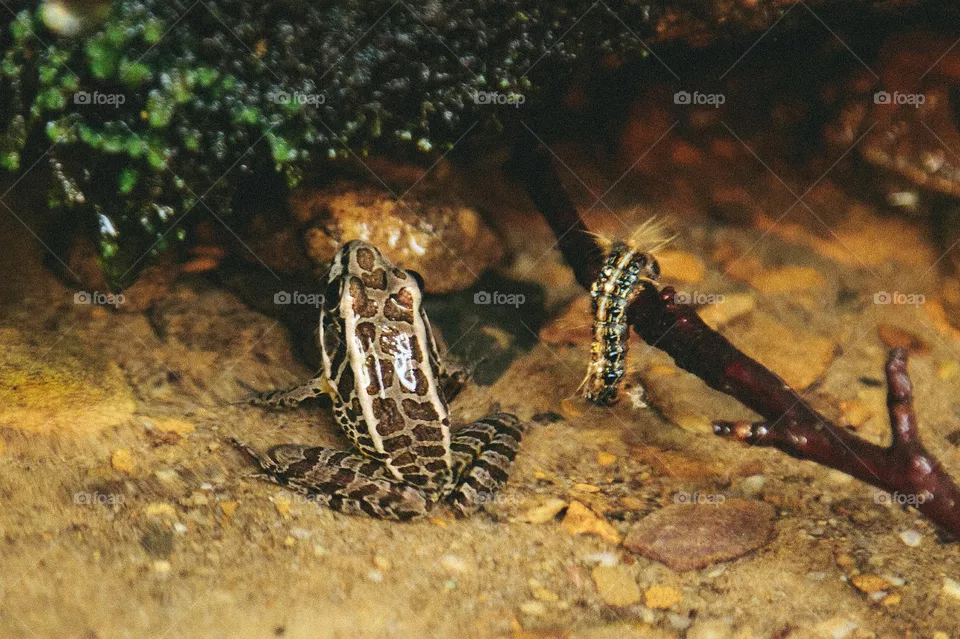 No Person, Invertebrate, Frog, Wildlife, Nature