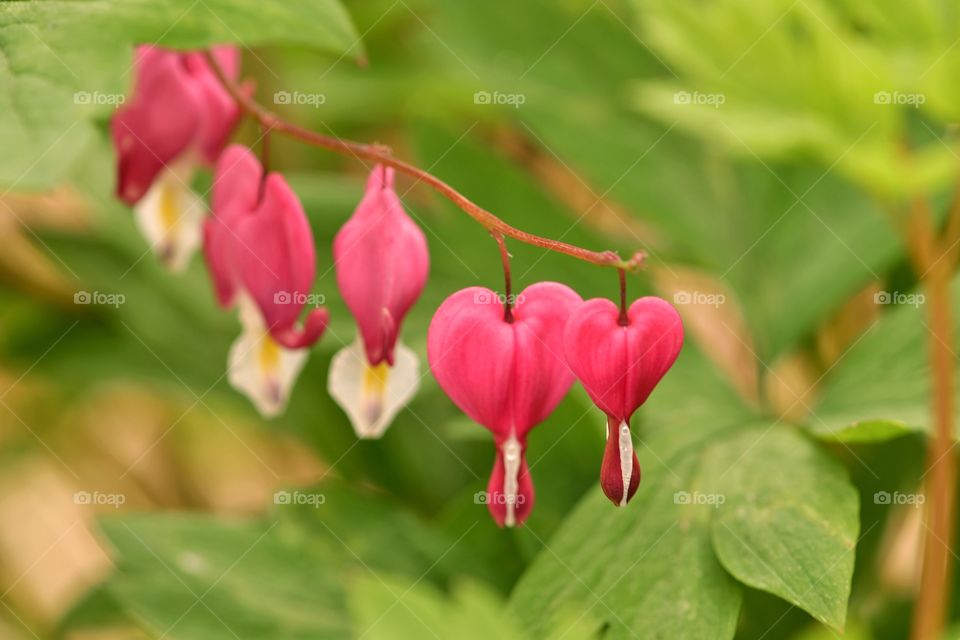 Bleeding Heart 