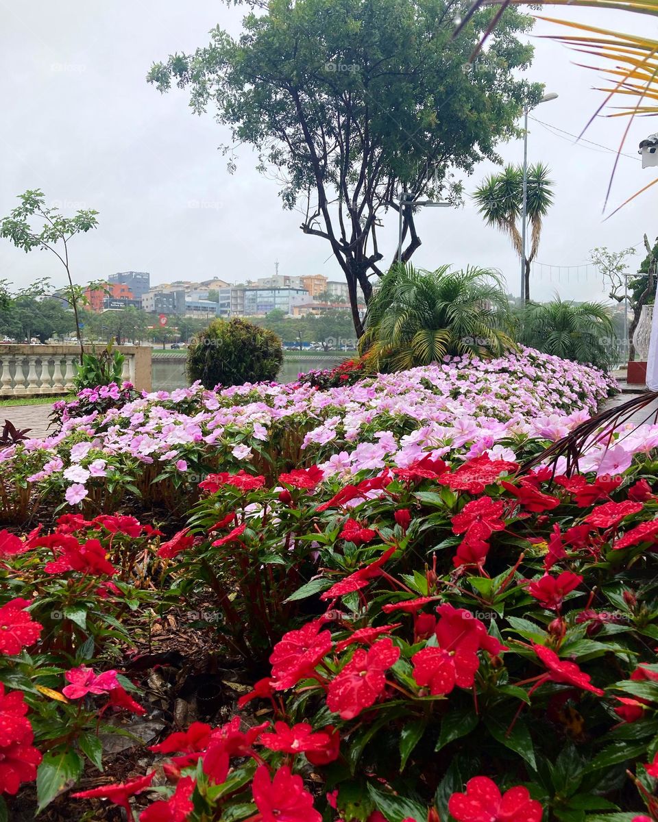 No dia lusco-fusco, as avencas dão um colorido especial em meio ao céu cinzento!

Viva a natureza e a sua beleza.