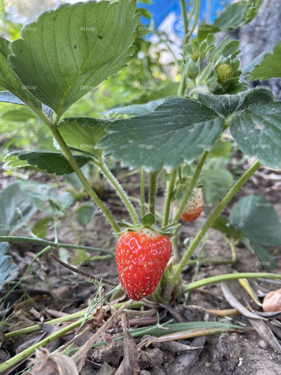 A vibrant, ripe strawberry growing naturally in the garden, surrounded by lush green leaves. This image captures the essence of freshness and organic growth, perfect for use in campaigns promoting sustainable farmin