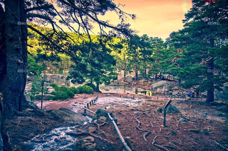 Calm view of Laguna Negra forest