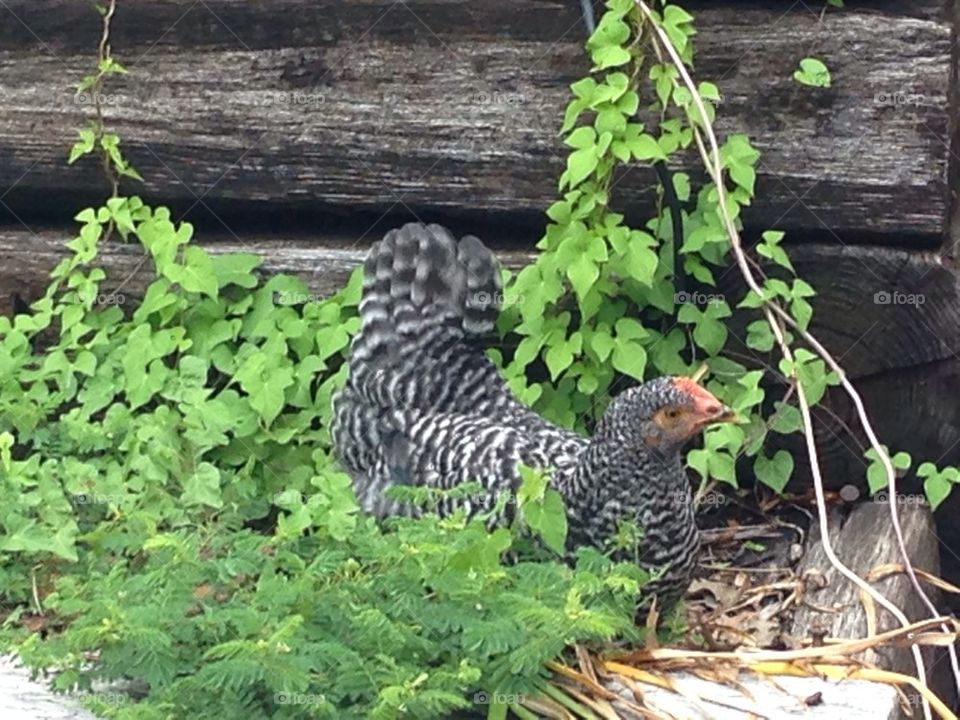 Backyard chicken