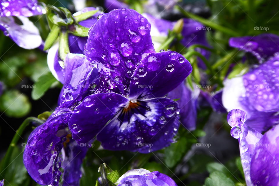 Viola with drops 