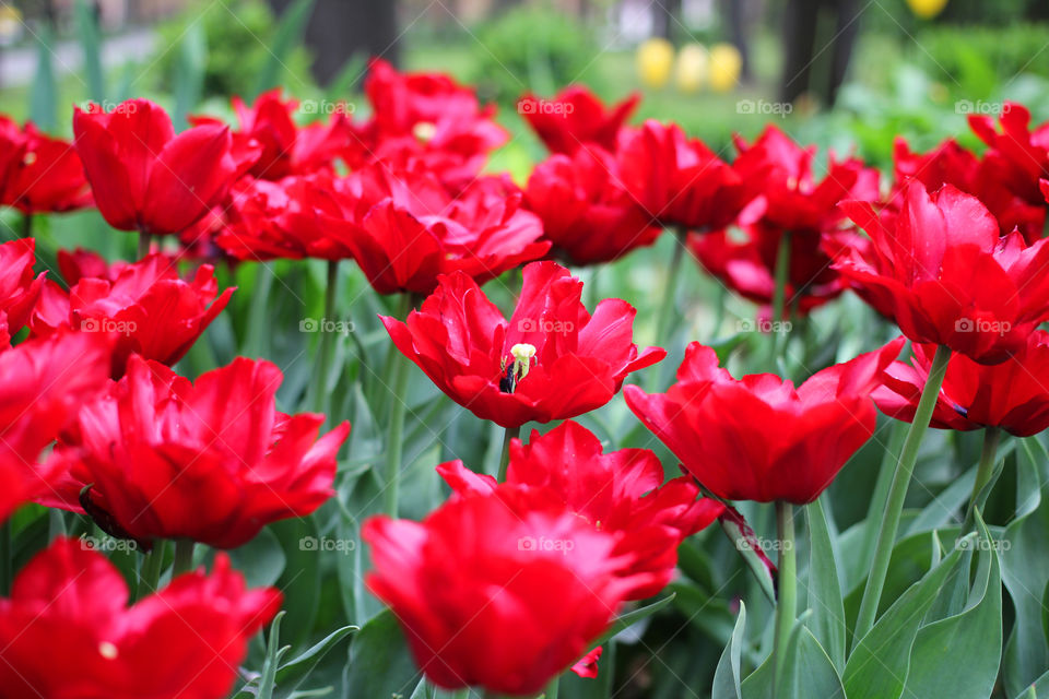 Tulips in the city park