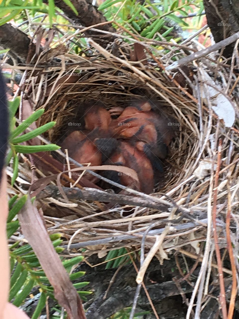 Newborn Baby Birds