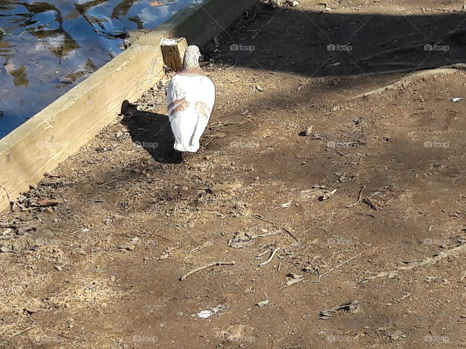 park spring time sun sunny colors colorful nature wild plants flowers amazing stunning cool nice weather hot lovely sky forest grass view splendid