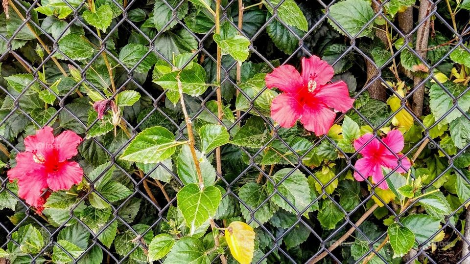 Don't fence me in!! Hibiscus taking over a chain link fence between the Armstrong Nursery and the Carlsbad Premium Outlets