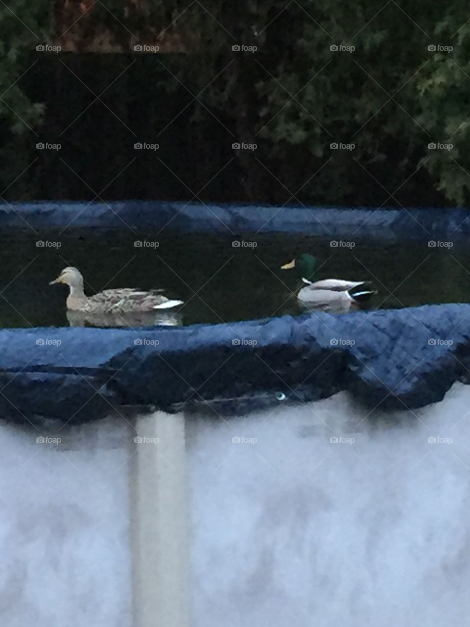Ducks in a pool