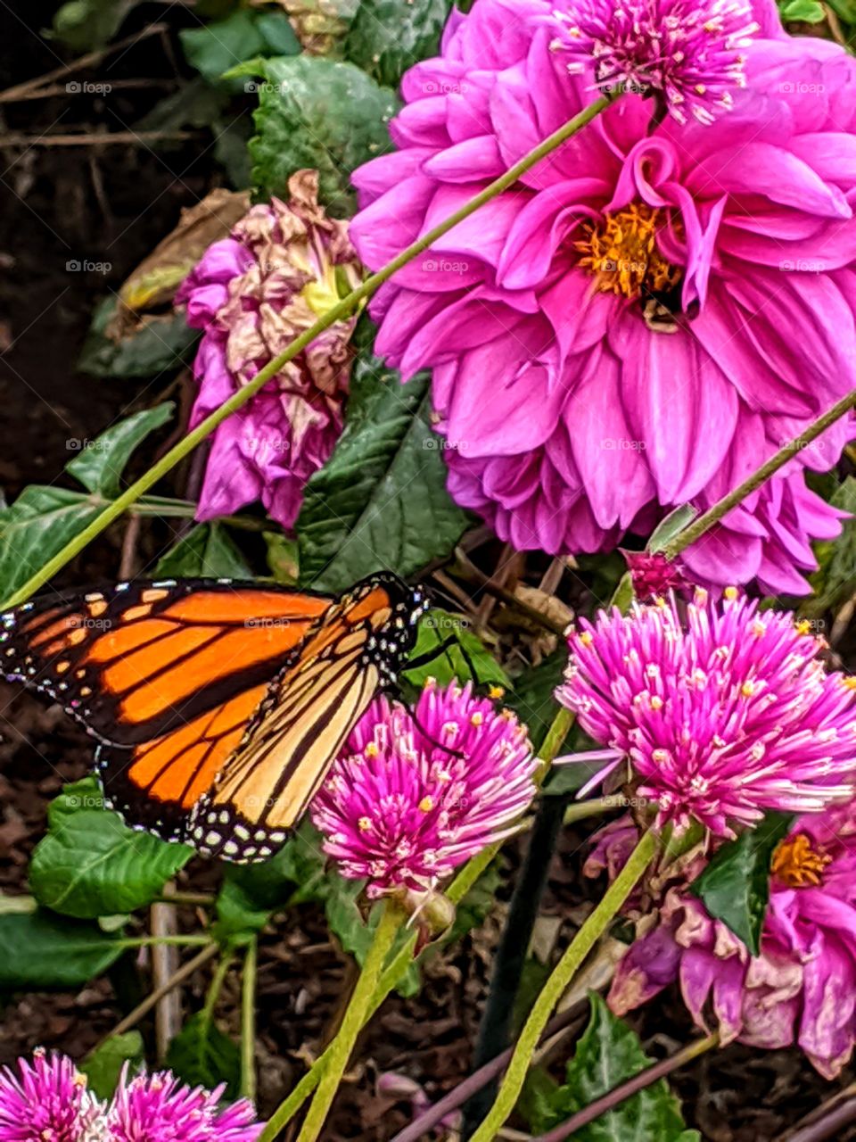 butterfly and bee; garden; vibrant flowers