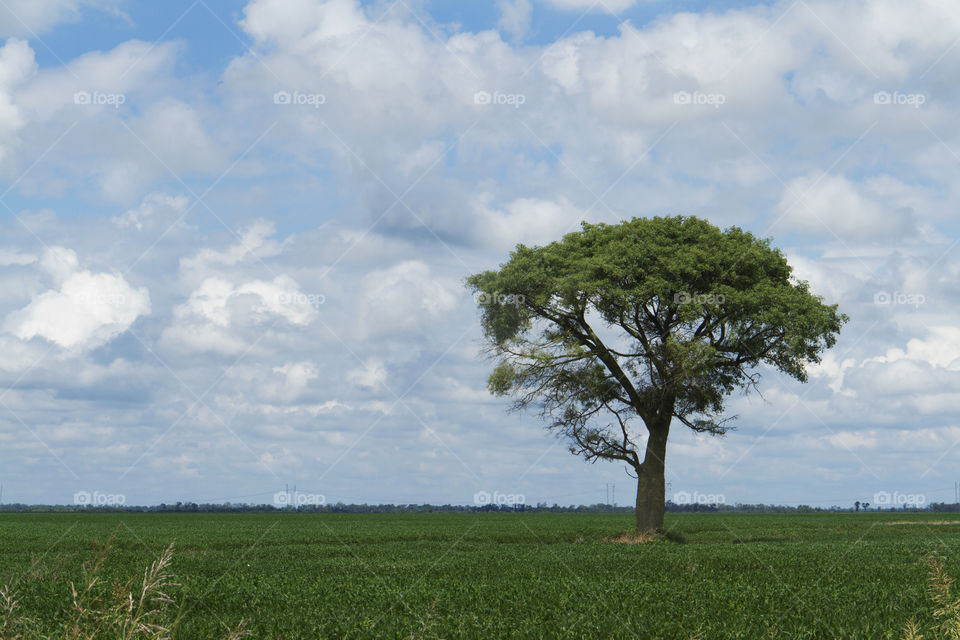 Landscape of a tree.