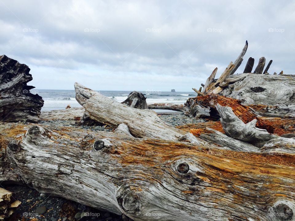 Michelle Kuptzin . Taken on the Olympic Peninsula during low tide on an August morning 2015
 