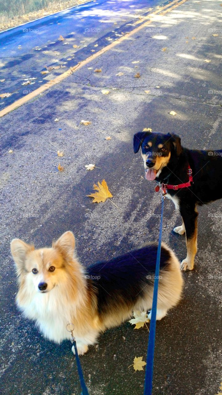 Dog Walkin'. November 4 2015