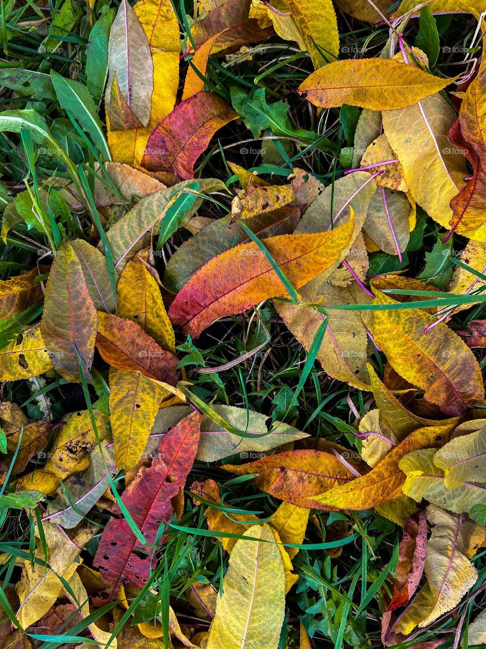 When summer meets autumn all nature prepares to fall asleep, but this moment is perfectly magical to remember.
