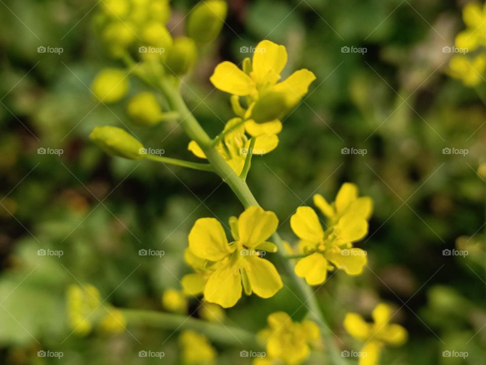 Mustard blossoms