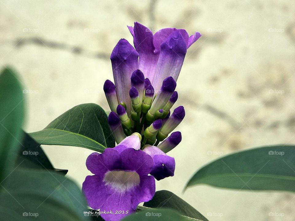 deep purple. wild flower