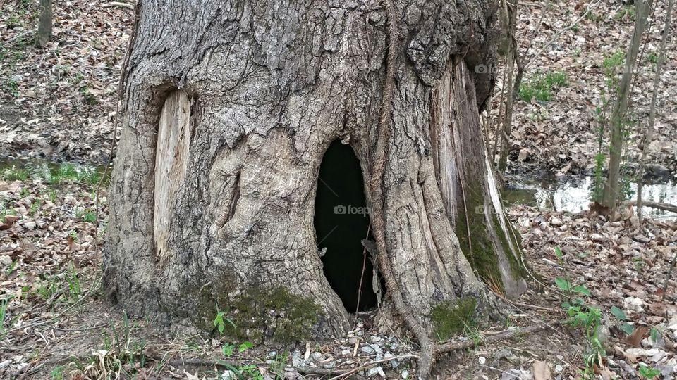 Holy Hollow. Found on a beautiful walk by the Neuse River, this grand tree stands. It has a perfect hideaway for small animals and treasure! 