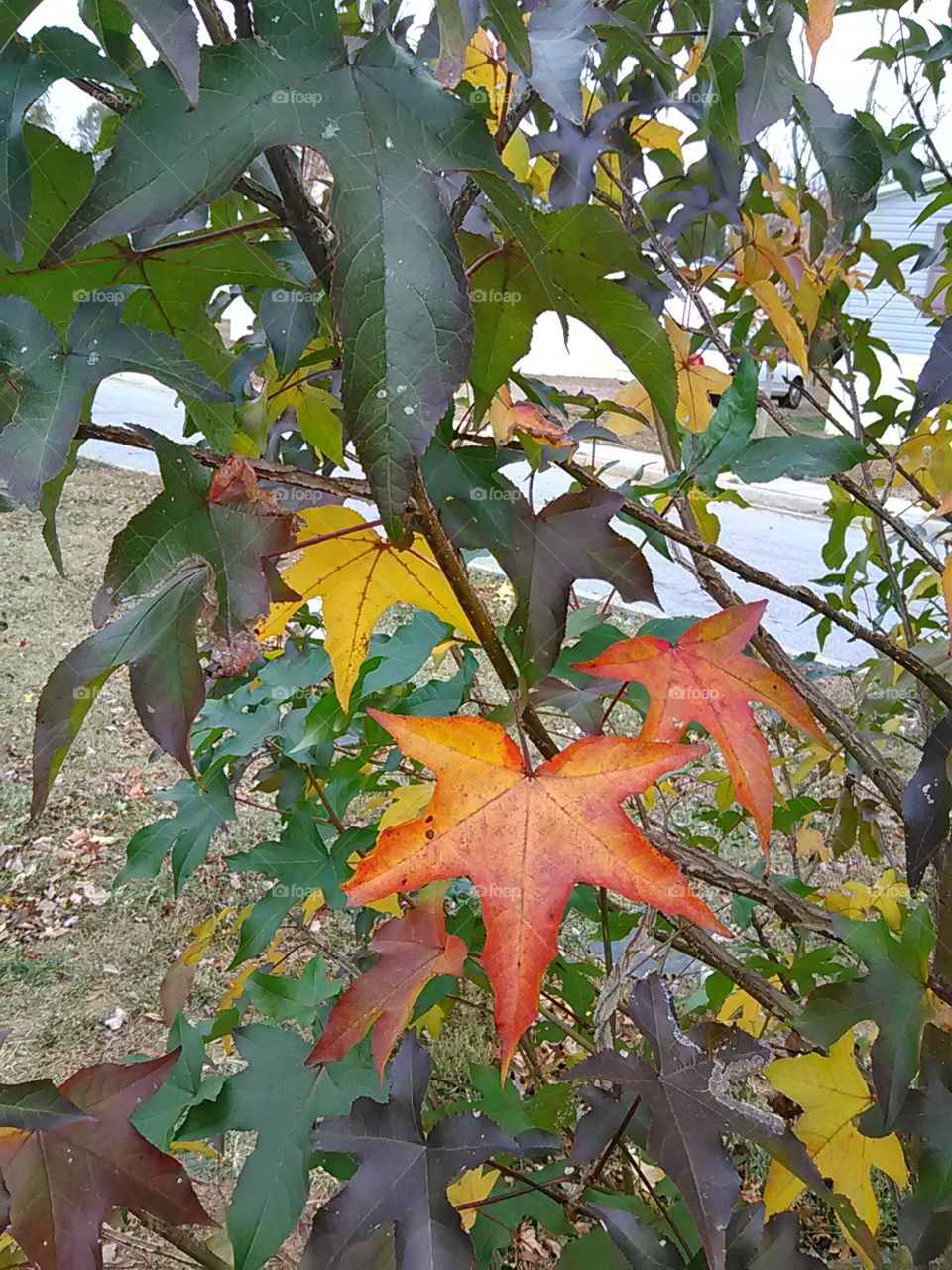leaves changing