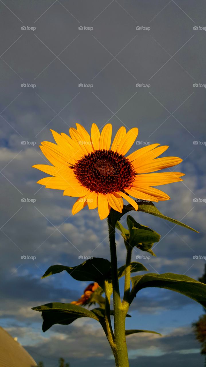 dark sky sunflower
