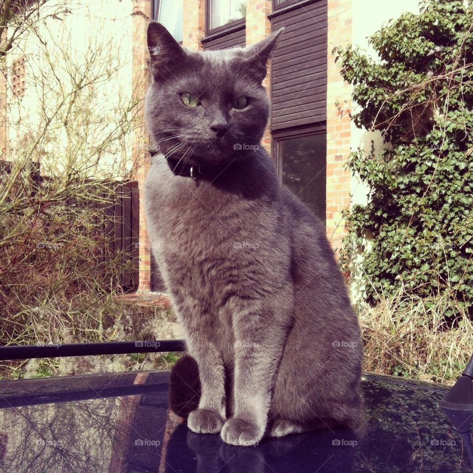 Cat in spring - sun and cars