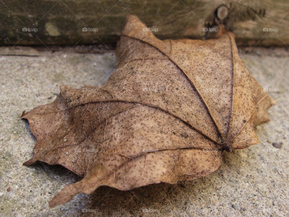 Leaf Texture
