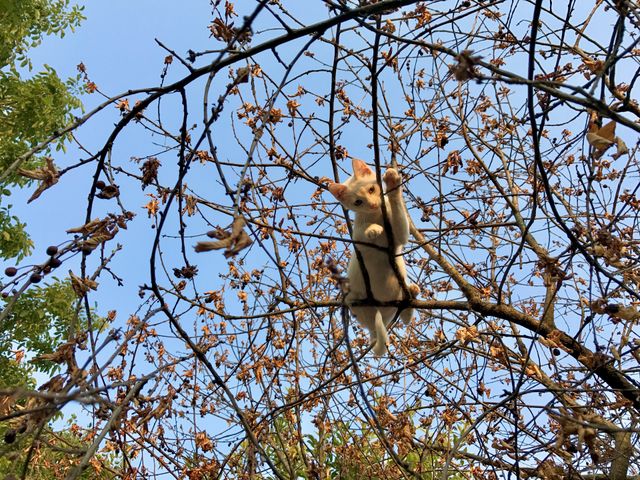 Little white kitten climbed up the tree and is standing on the branches high up on the tree.