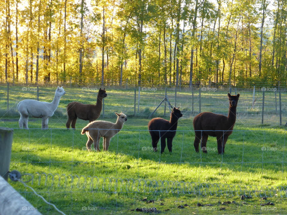 Alpacas