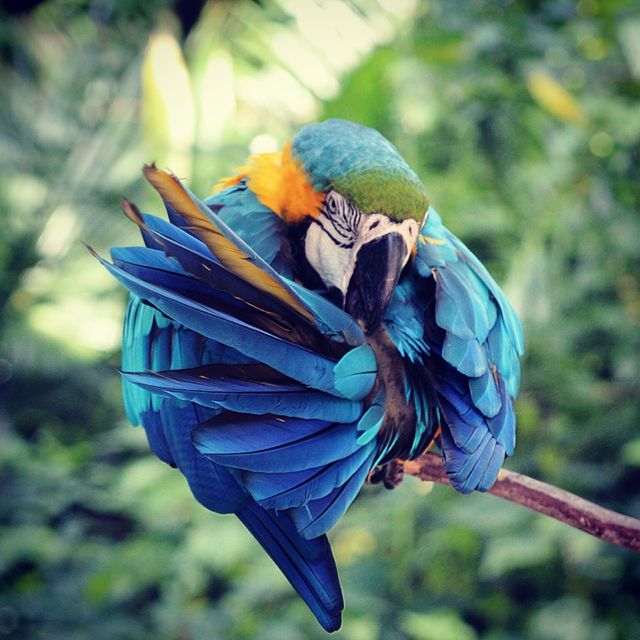 bird