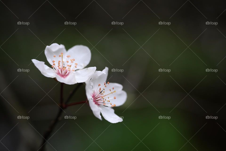 First flowers