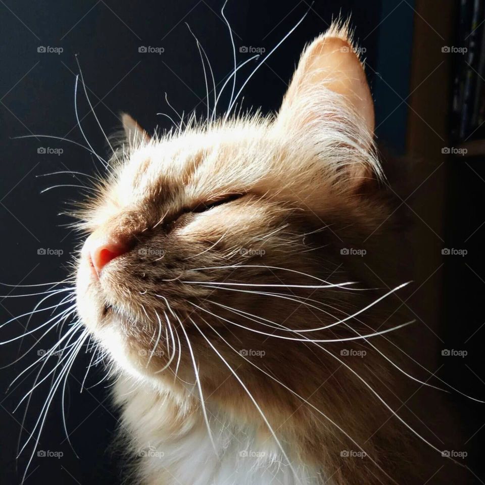 ginger cat, sleeping cat, midsection, ginger, animal, pets, friend, family member