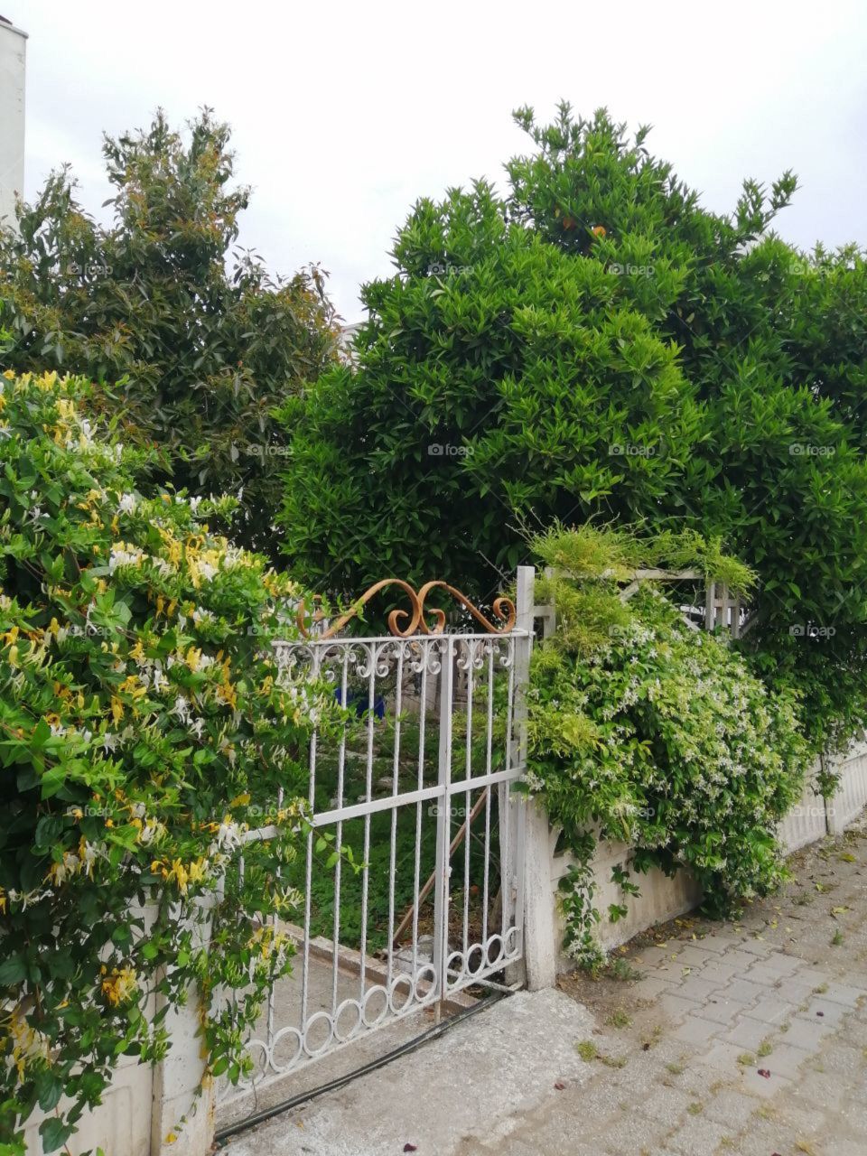 metal gate in the garden